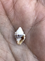 Orphanopusia patriarchalis