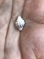 Orphanopusia patriarchalis