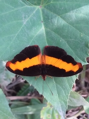 Catonephele nyctimus