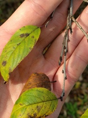 Rhamnus lanceolata