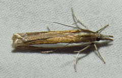 Crambus quinquareatus