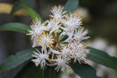 Tasmannia stipitata