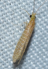 Setodes argentipunctellus