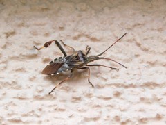 Leptoglossus occidentalis