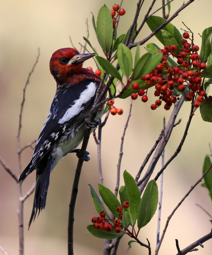 Red-breasted Sapsucker