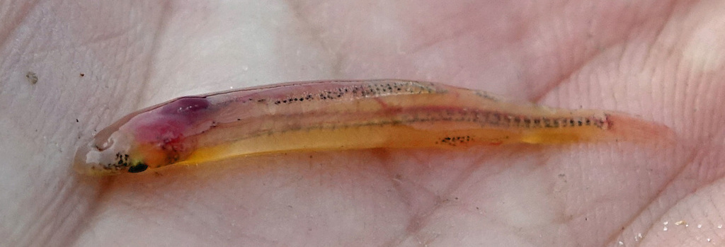 Gill candiru (Paracanthopoma parva) — Trichomycteridae