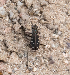 Cicindela sedecimpunctata