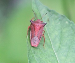 Gonopsis coccinea