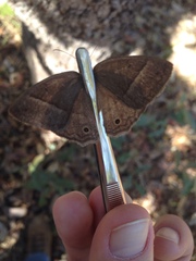 Yphthimoides patricia