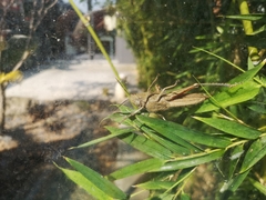 Anacridium aegyptium