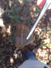 Yphthimoides patricia