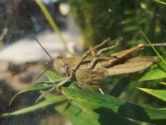 Anacridium aegyptium