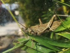 Anacridium aegyptium