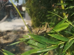 Anacridium aegyptium