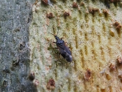 Heteroptera