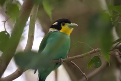 Psarisomus dalhousiae