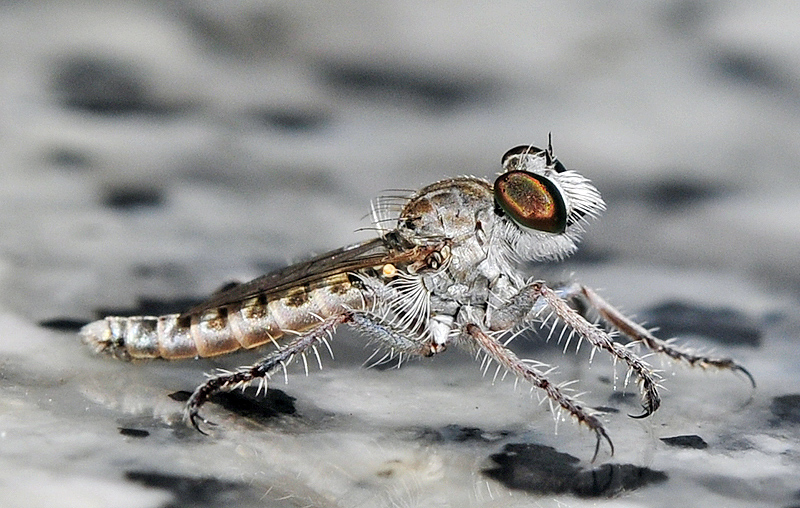 Rhadinus laurae