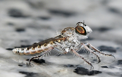 Rhadinus laurae