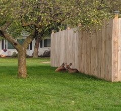 Odocoileus virginianus