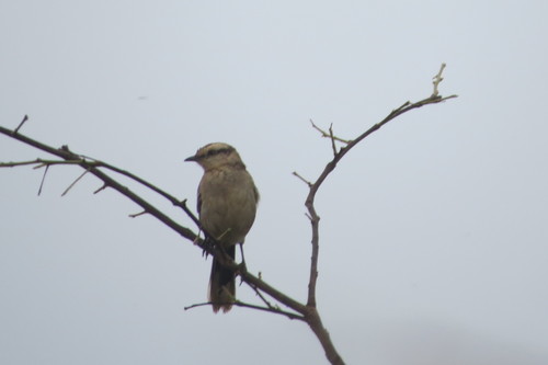Chalk-browed Mockingbird