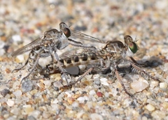 Rhadinus laurae