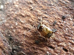 Miridae