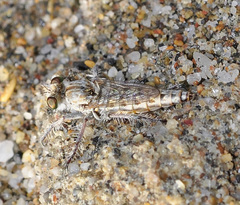 Rhadinus laurae