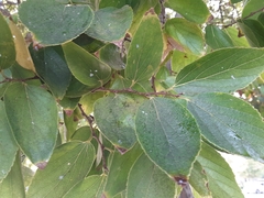 Celtis sinensis