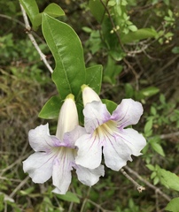 Bignonia callistegioides