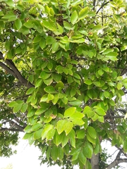 Celtis sinensis