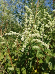 Asterohyptis stellulata