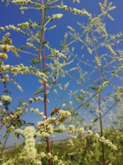 Asterohyptis stellulata