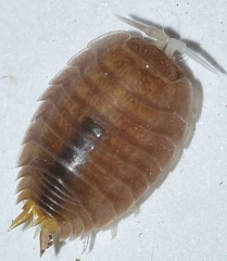 Lucasius andalusicus