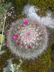 Mammillaria rhodantha