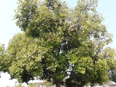 Celtis sinensis