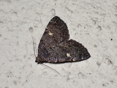 Smoky Tetanolita Moth photo 3