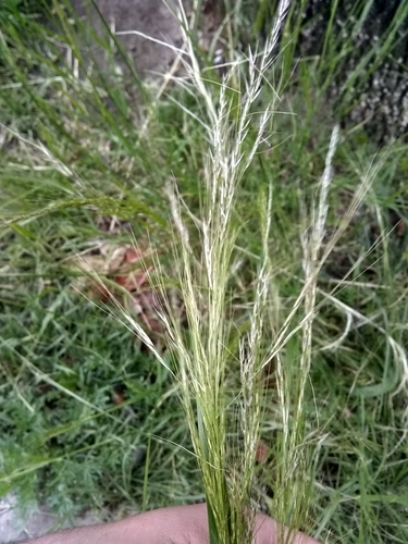 Cane Needle Grass (Nassella hyalina) · iNaturalist