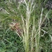 Cane Needle Grass - Photo (c) Gabriel Celedon, some rights reserved (CC BY-NC), uploaded by Gabriel Celedon