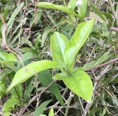 Bignonia callistegioides