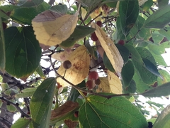 Celtis sinensis
