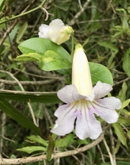 Bignonia callistegioides
