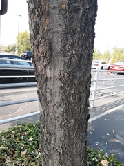 Celtis sinensis