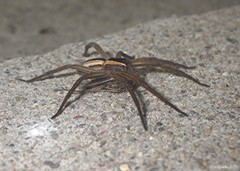 Pisaurina brevipes
