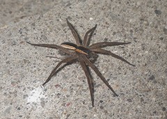 Pisaurina brevipes