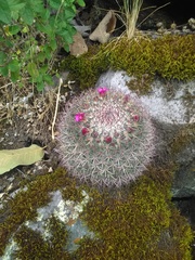 Mammillaria rhodantha