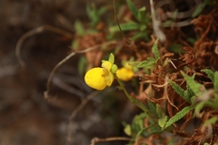 Calceolaria ascendens