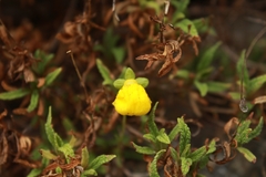 Calceolaria ascendens