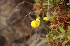 Calceolaria ascendens