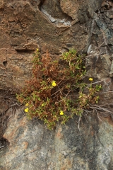 Calceolaria ascendens