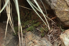 Calceolaria ascendens